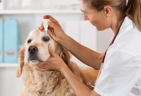 Emerging Markets in Veterinary Pharmaceuticals: Untapped Opportunities